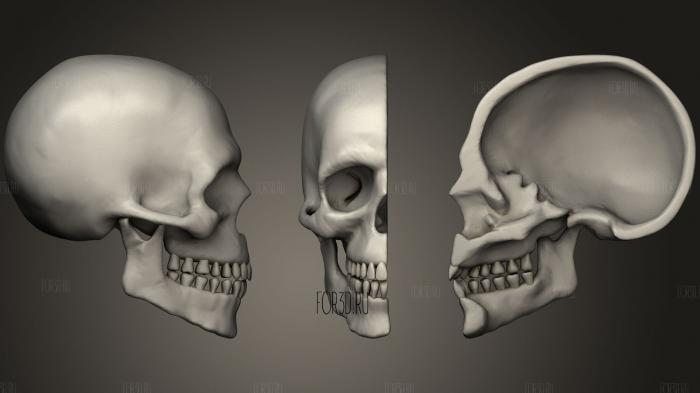 Human Cranium stl model for CNC